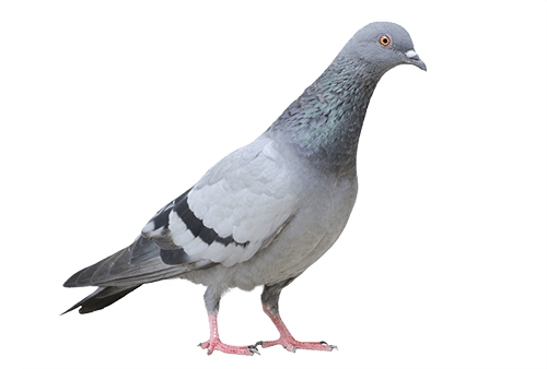 columbidae pegion domestic